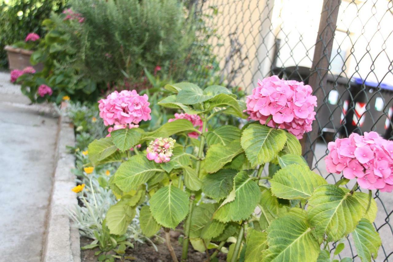 Pisa Town Bed & Breakfast Dış mekan fotoğraf
