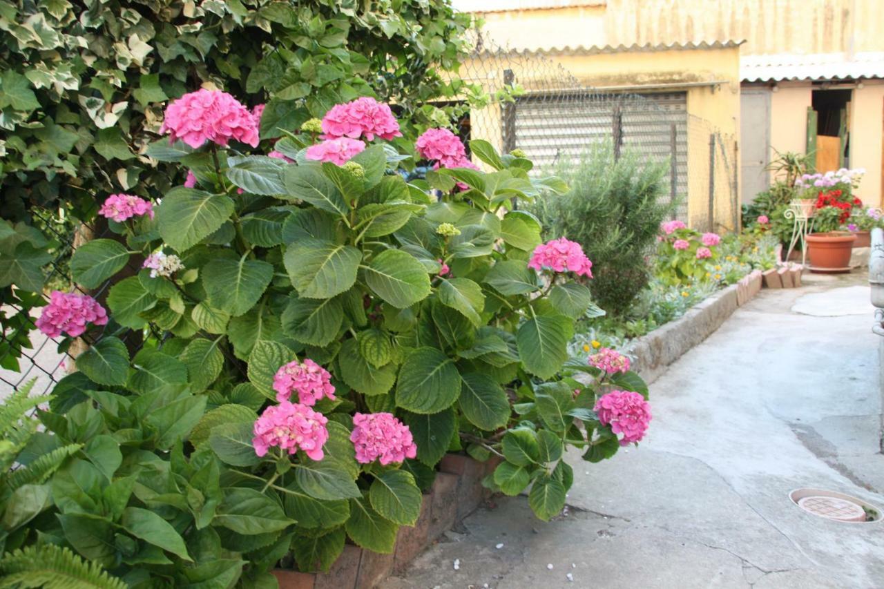 Pisa Town Bed & Breakfast Dış mekan fotoğraf